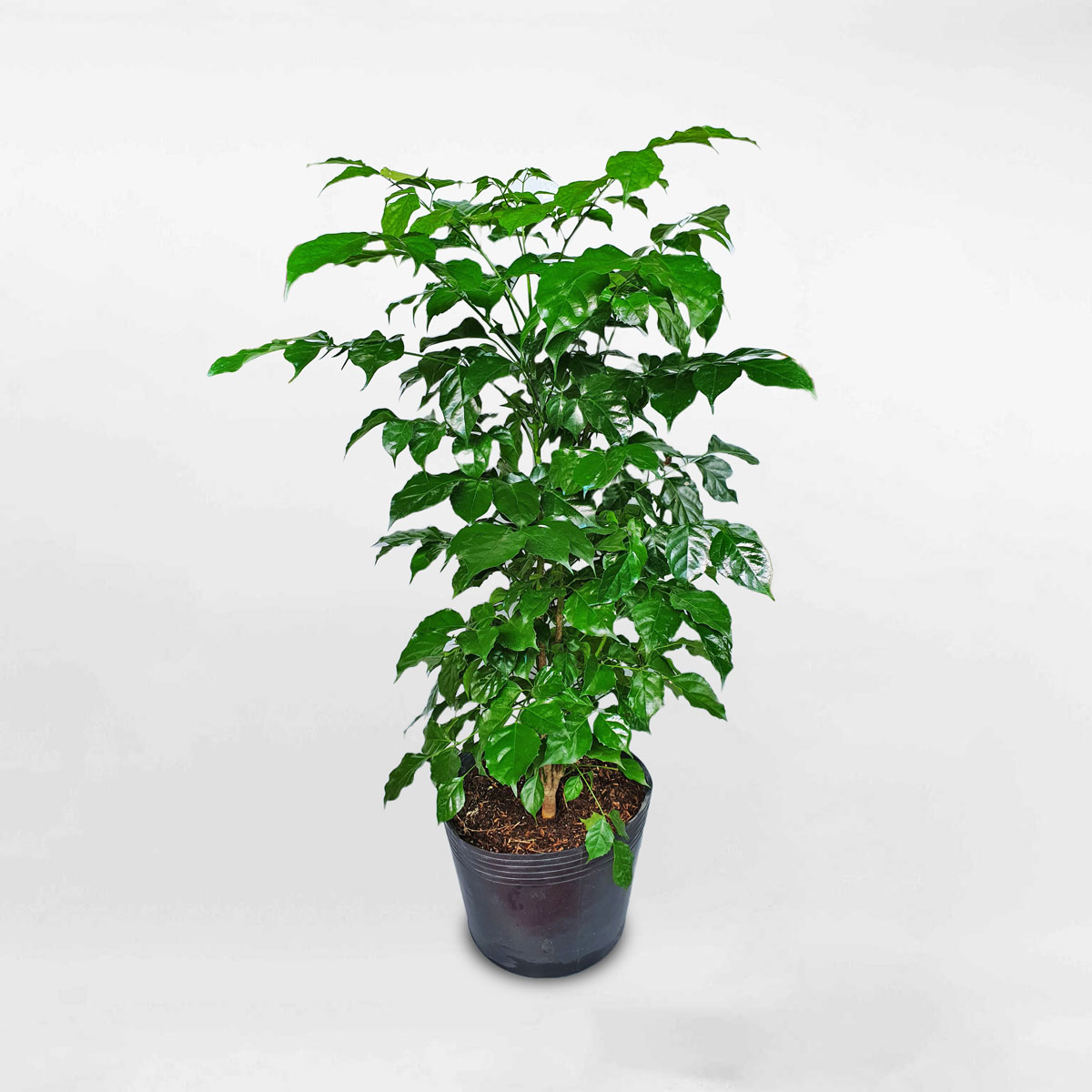 Cây hạnh phúc cỡ trung chậu ươm RADE011