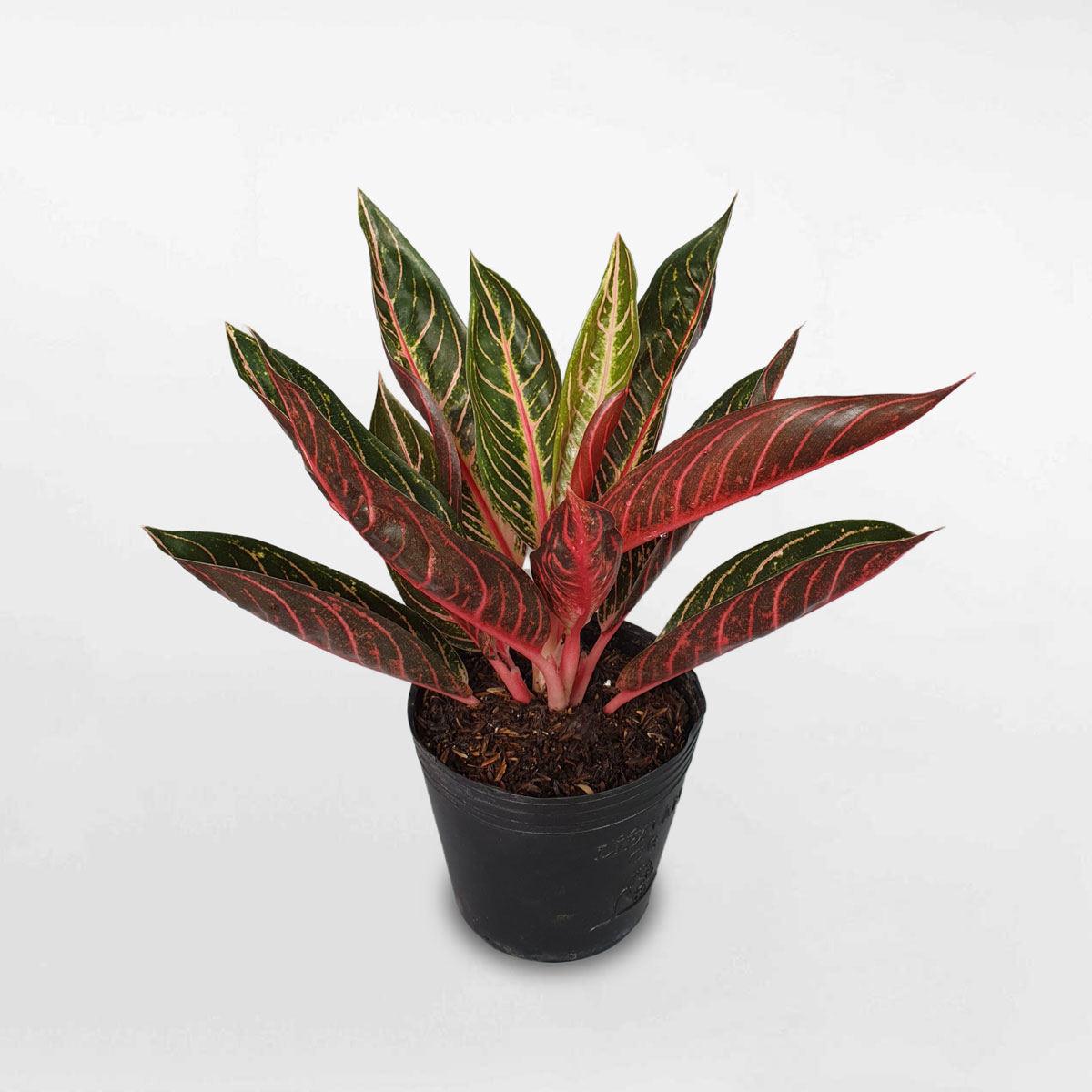 Cây bao thanh thiên ‘Aglaonema Sumatra’ chậu ươm AGSU001