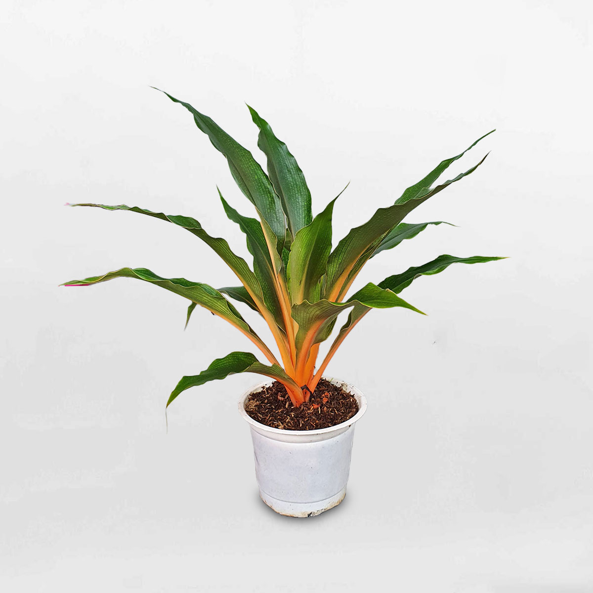 Cây phượng hoàng lửa Chlorophytum chậu ươm CHLO001