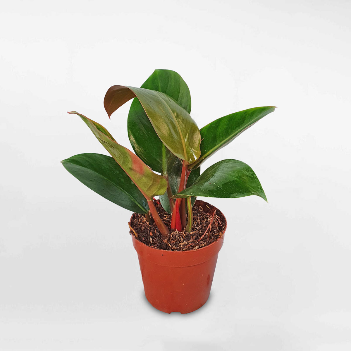 Cây trầu bà đế vương ‘Rojo’ mini chậu ươm TBDV100
