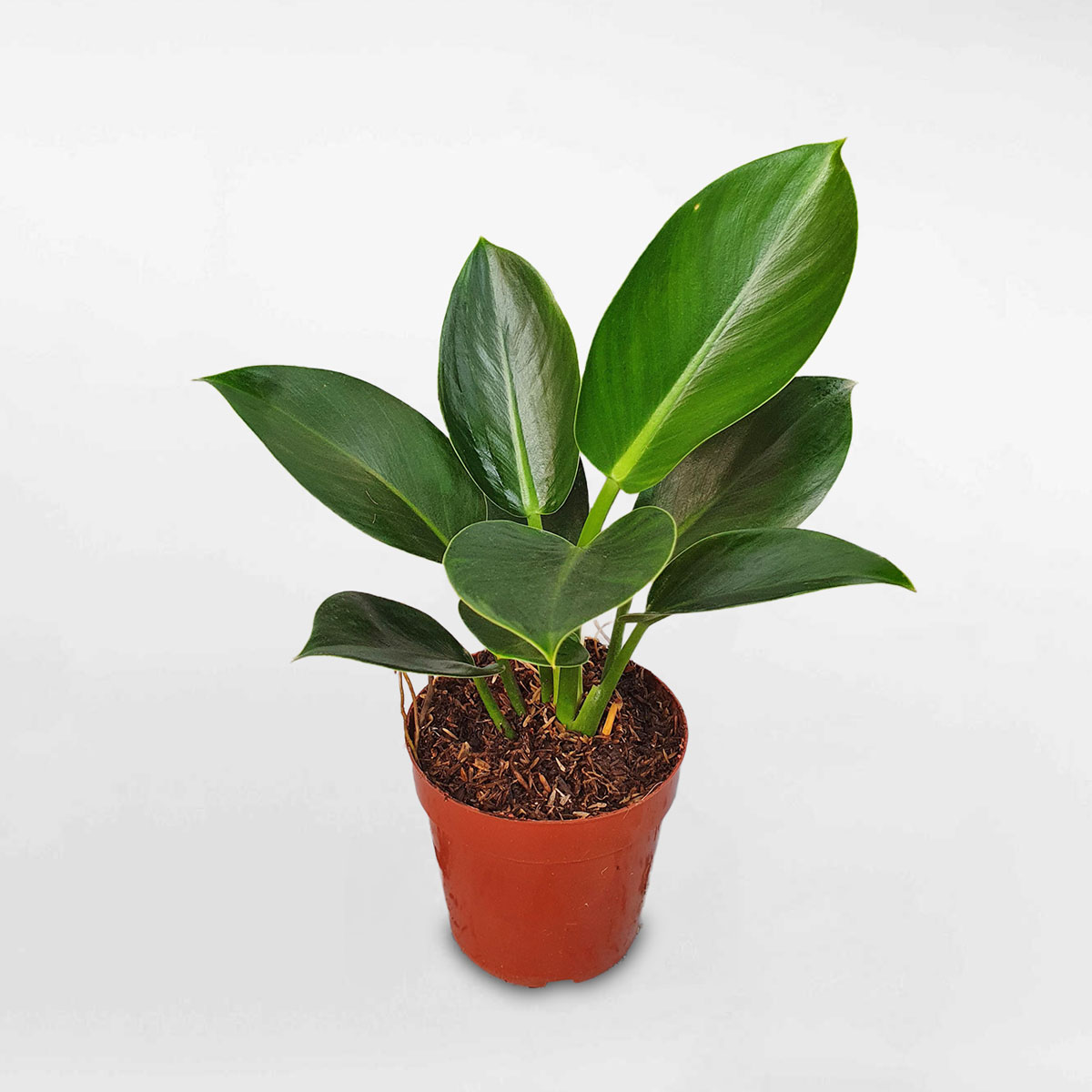 Cây trầu bà đế vương xanh mini chậu ươm TBDV300
