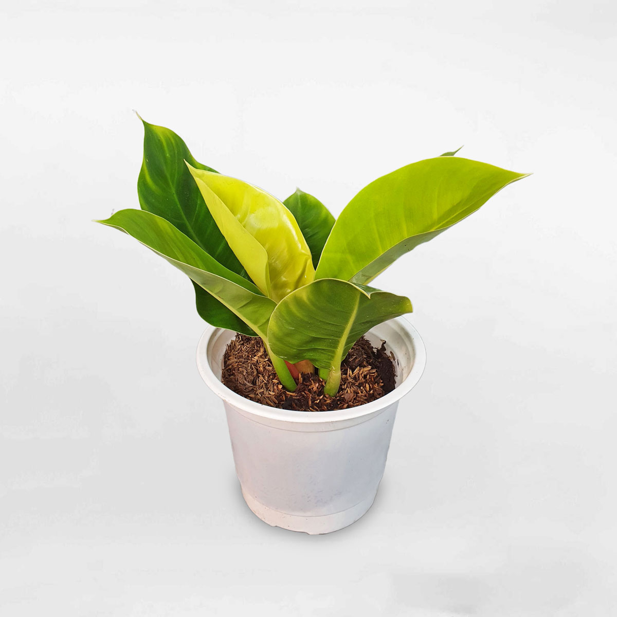 Cây trầu bà đế vương vàng mini chậu ươm TBDV400