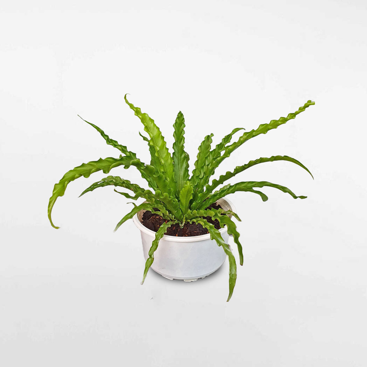 Cây dương xỉ tổ chim ‘Osaka’ chậu ươm ASPL120