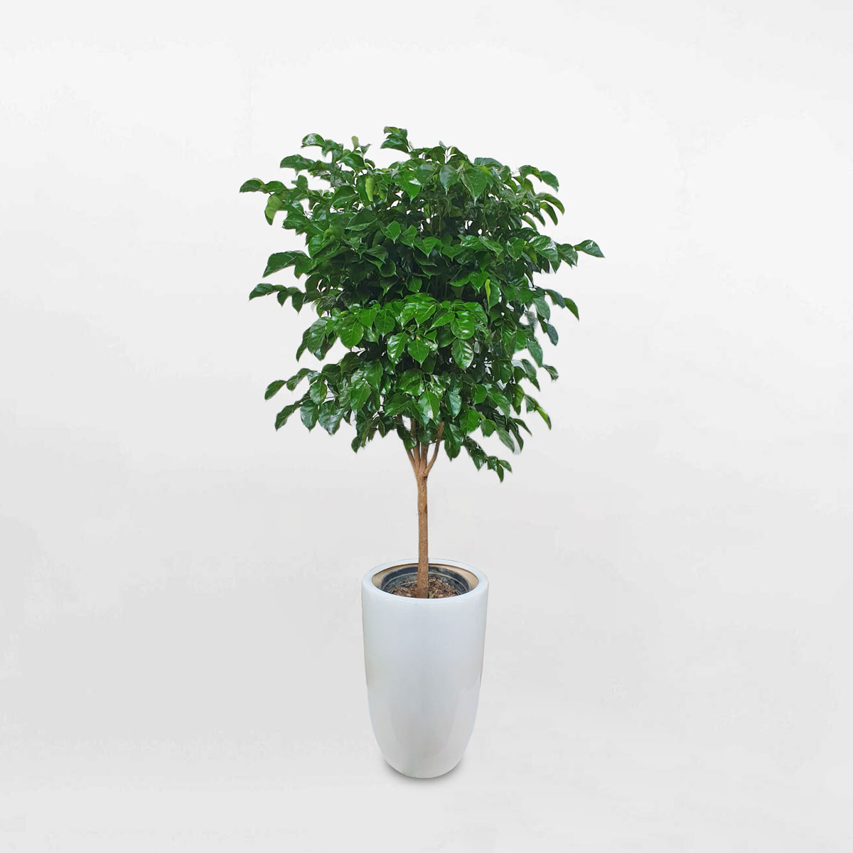 Cây hạnh phúc một thân chậu sứ trắng RADE010