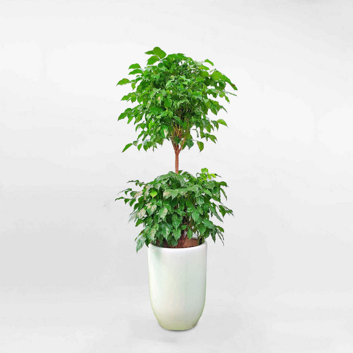 Cây hạnh phúc 2 tầng chậu sứ trắng RADE009