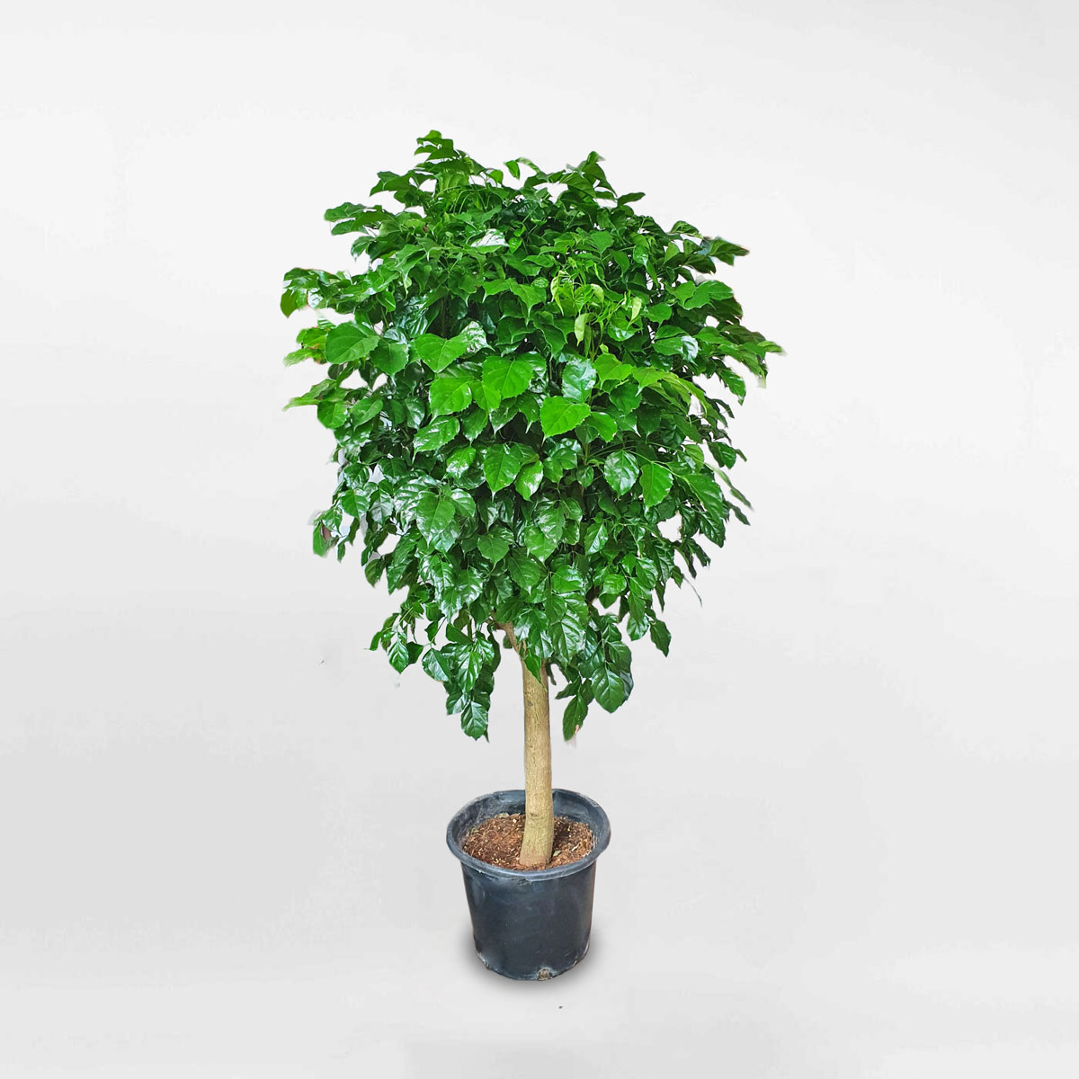 Cây hạnh phúc một thân cỡ lớn chậu ươm RADE006