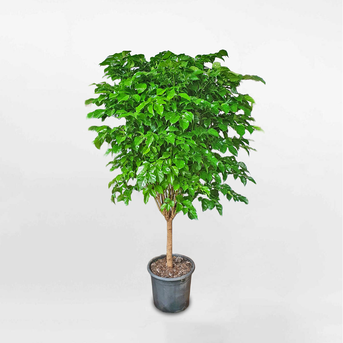 Cây hạnh phúc một thân cỡ trung chậu ươm RADE005