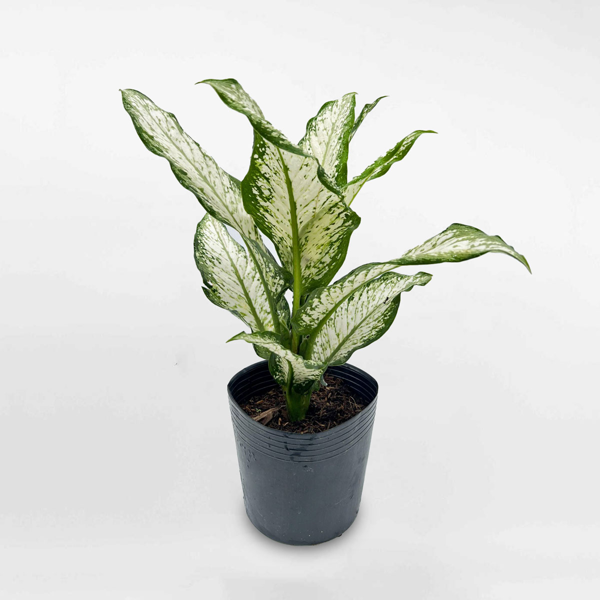 Cây tuyết trắng chậu ươm Dieffenbachia sp DIEF004