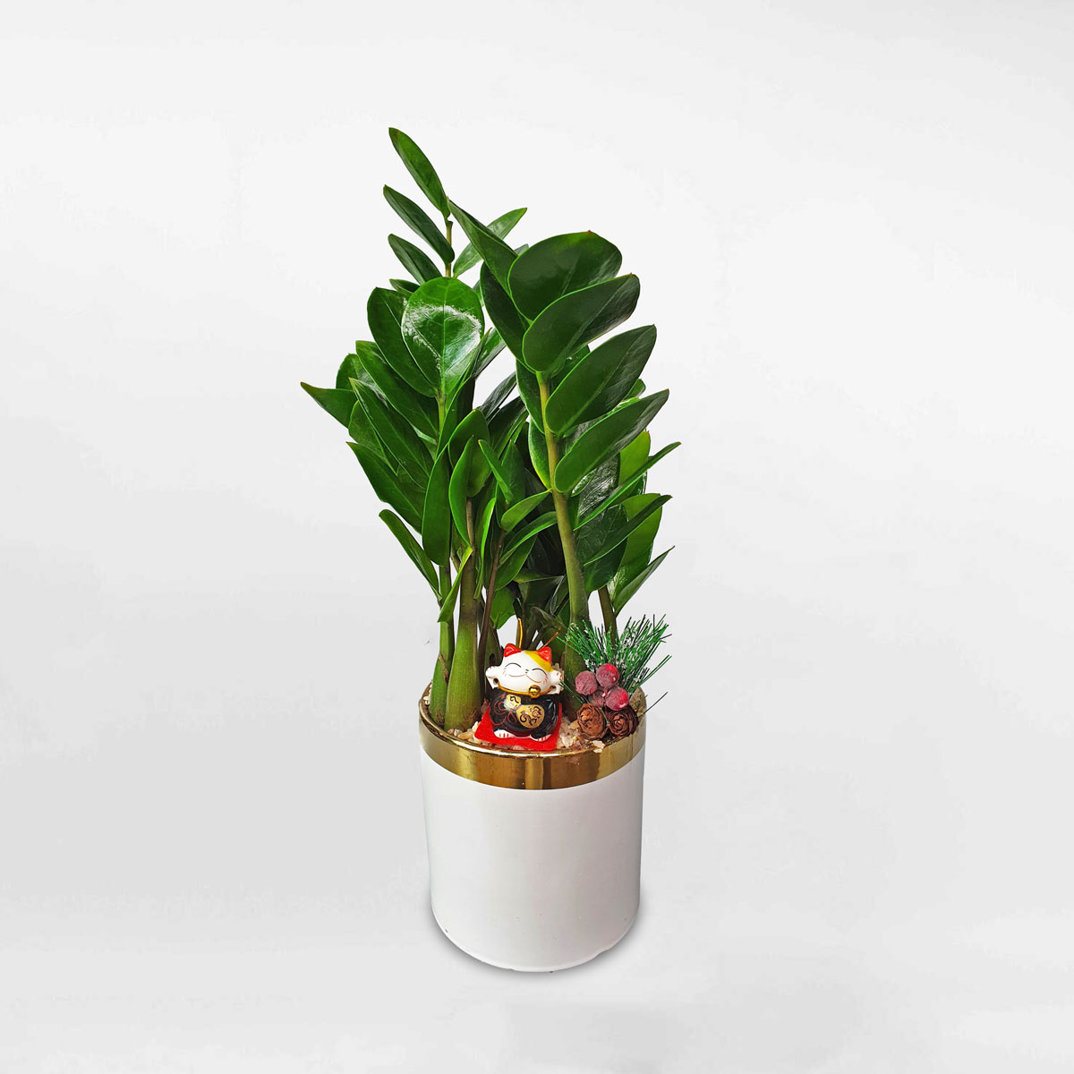 Cây kim tiền để bàn chậu men sứ ZAMI024