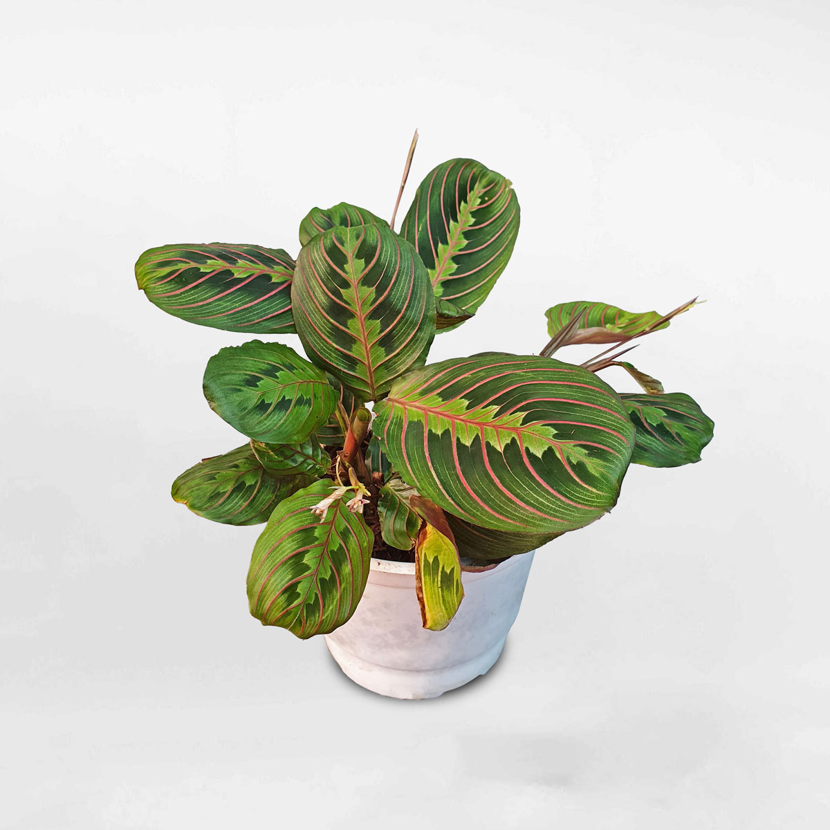 Cây cầu nguyện Maranta leuconeura MARA300