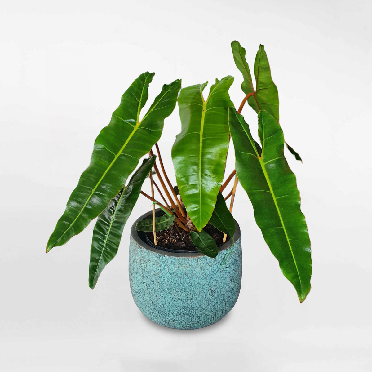 Cây hồng hạc thân cam Philodendron billietiae chậu đất nung PHIL152