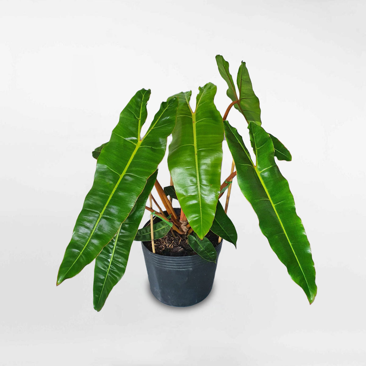 Cây hồng hạc thân cam Philodendron billietiae chậu ươm PHIL151