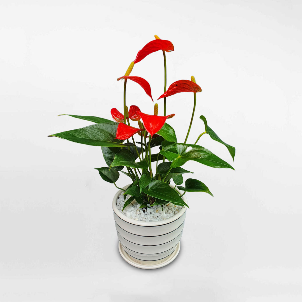 Cây hồng môn nhỏ để bàn chậu sứ ANTH003