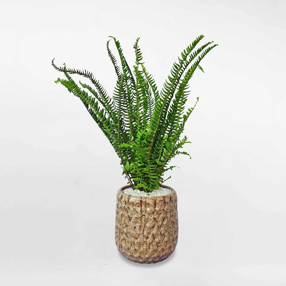 Cây dương xỉ lá me nhỏ chậu sứ ASPL002
