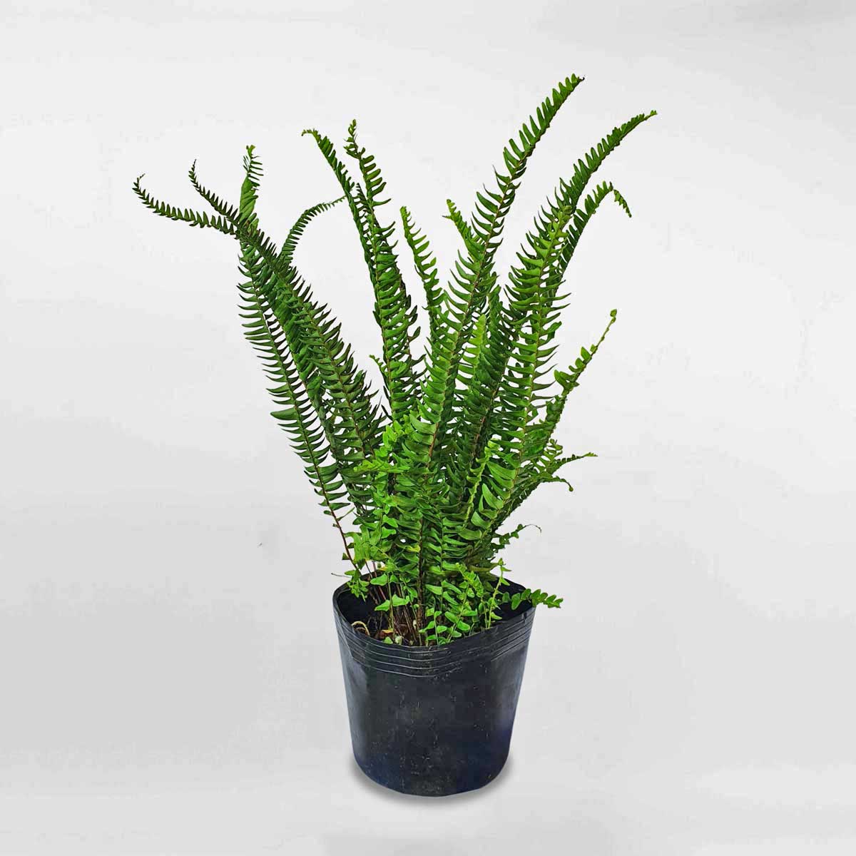 Cây dương xỉ lá me nhỏ chậu ươm ASPL001
