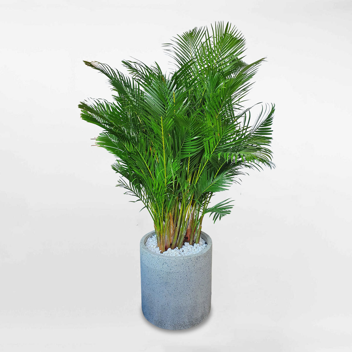 Cây cau vàng Nhật Bản cỡ trung chậu đá mài CHRY004