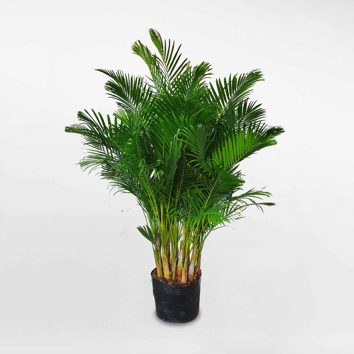 Cây cau vàng Nhật Bản cỡ trung chậu ươm CHRY002