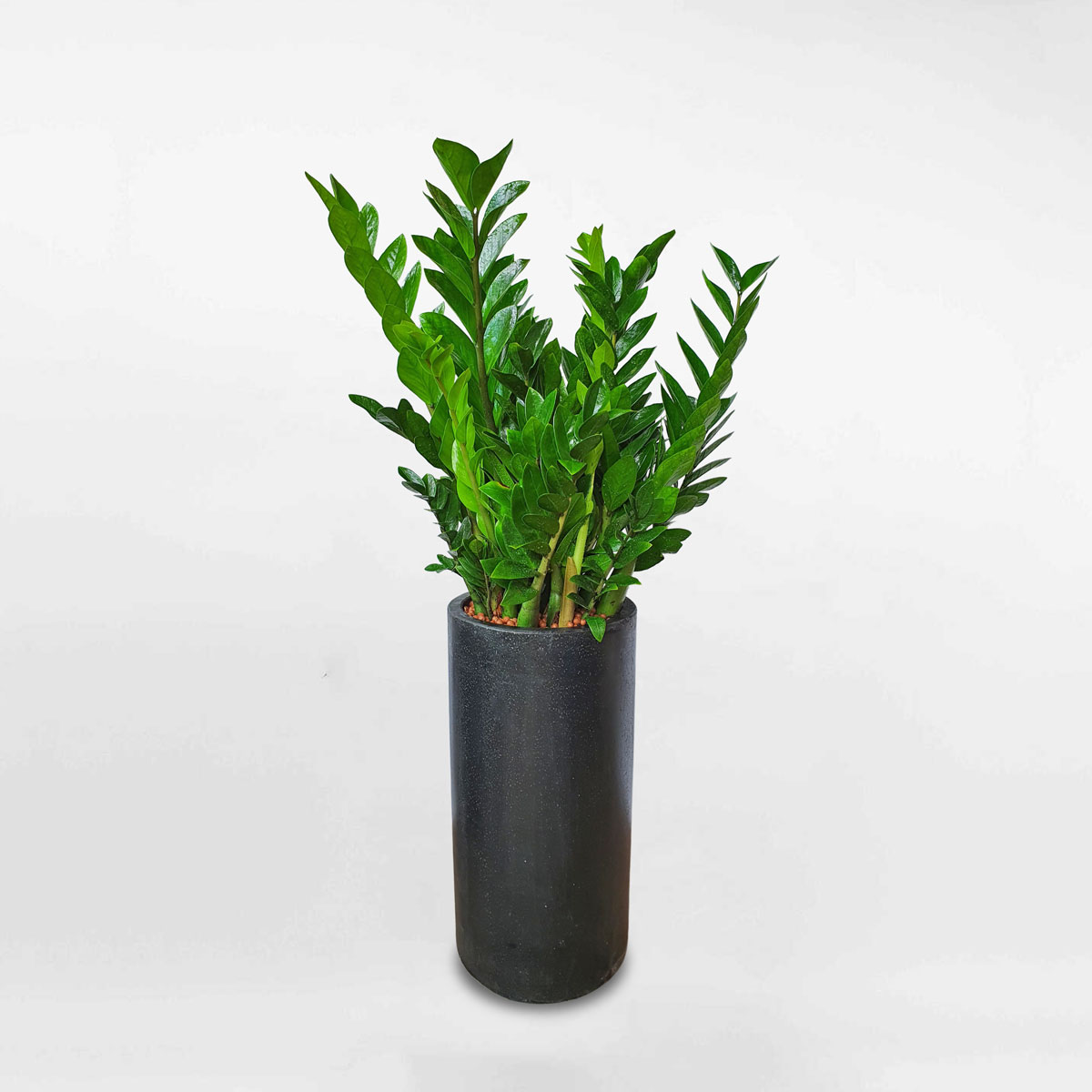 Cây kim tiền kích thước lớn chậu xi măng ZAMI023