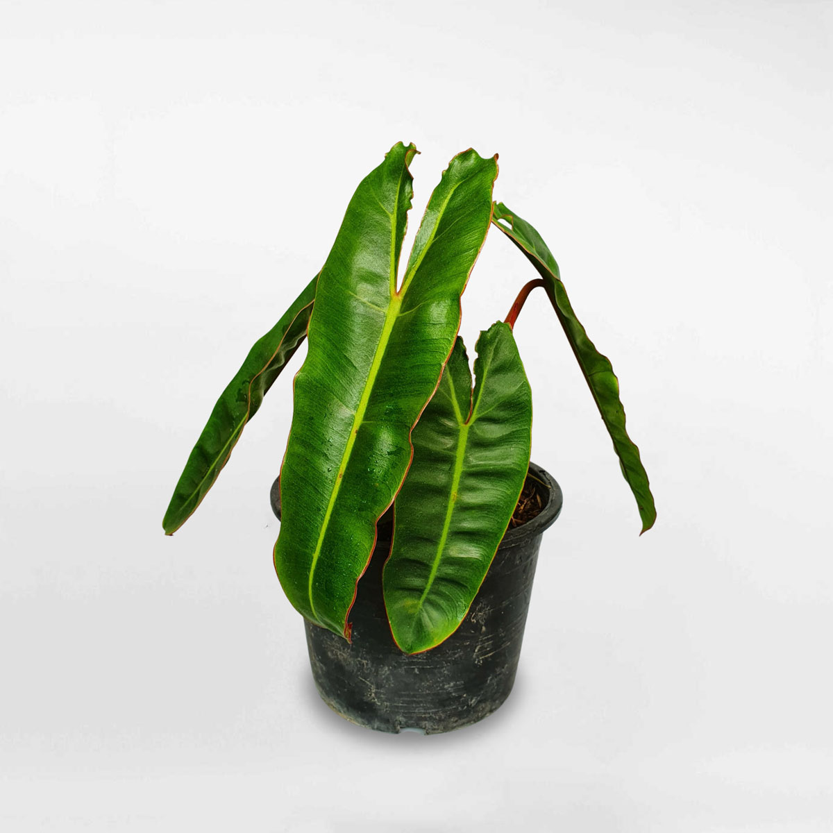Cây hồng hạc thân cam Philodendron billietiae chậu ươm PHIL150