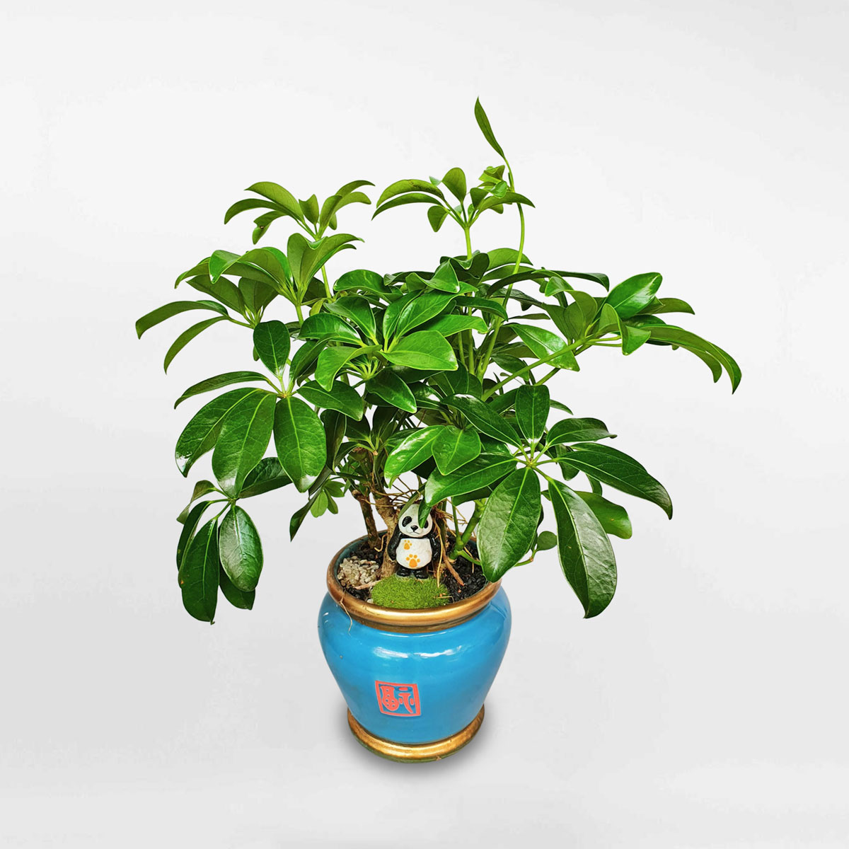 Cây ngũ gia bì bonsai để bàn chậu sứ SCHE007