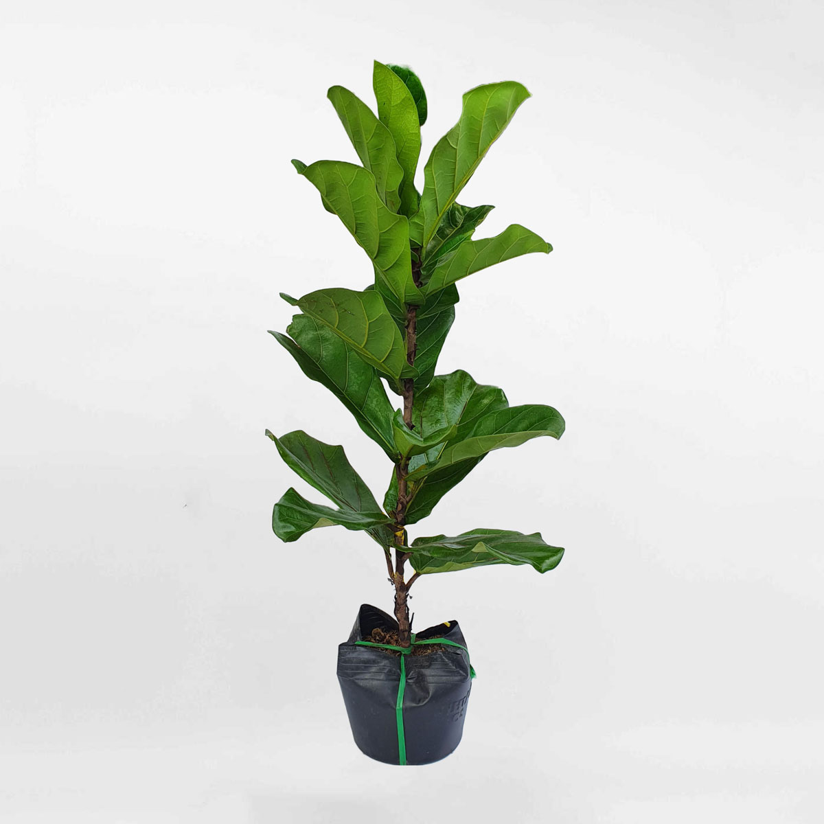 Cây bàng Singapore cao 80cm chậu ươm LYRA003