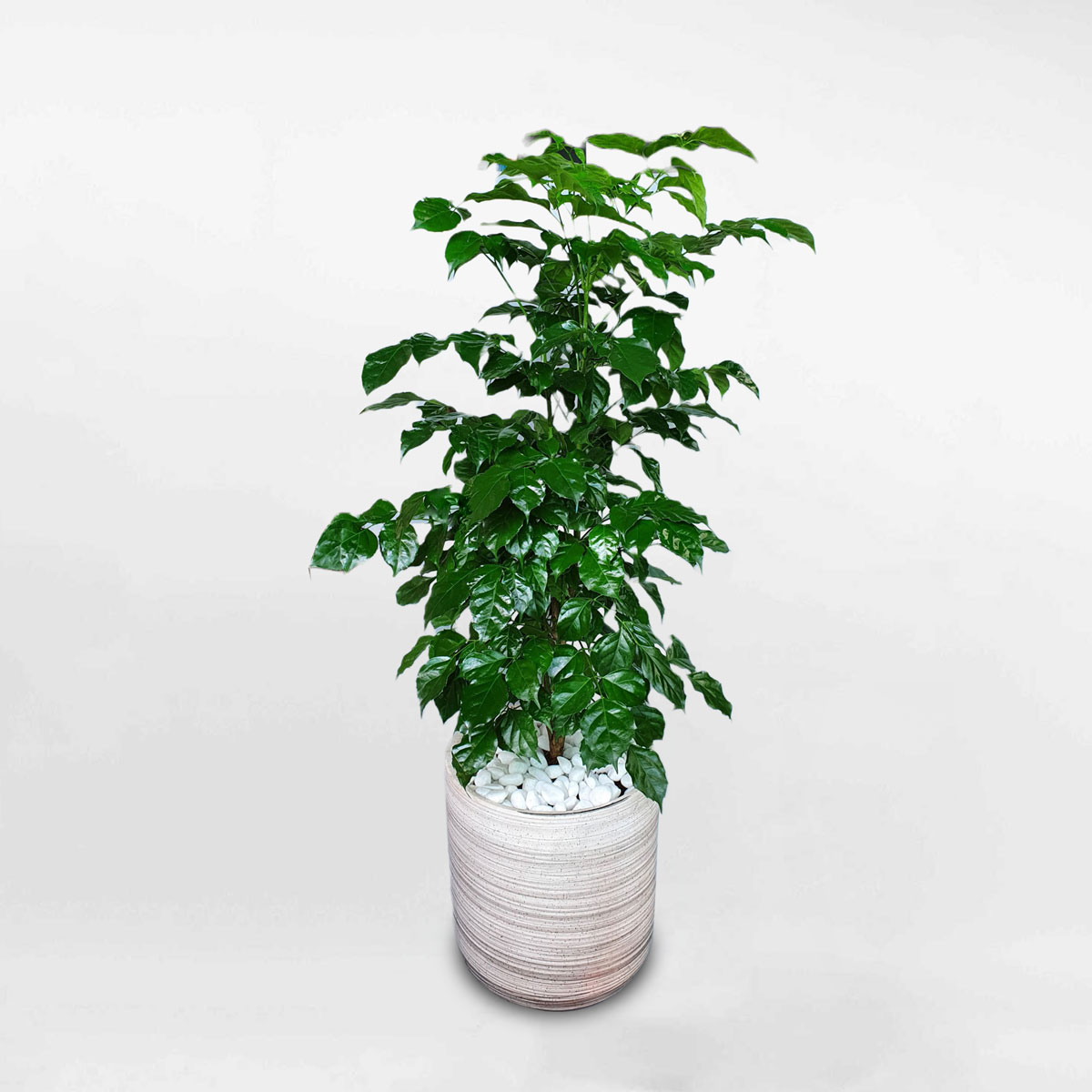 Cây hạnh phúc cỡ trung chậu gốm sứ RADE012
