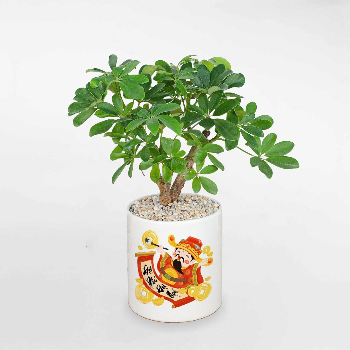 Cây ngũ gia bì bonsai chậu sứ SCHE006