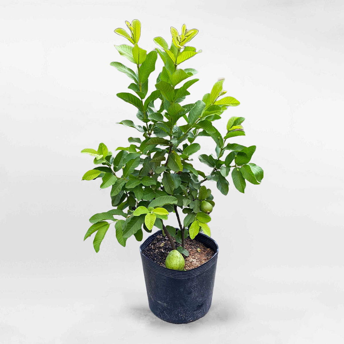 Cây ổi lê chậu ươm FRUI023