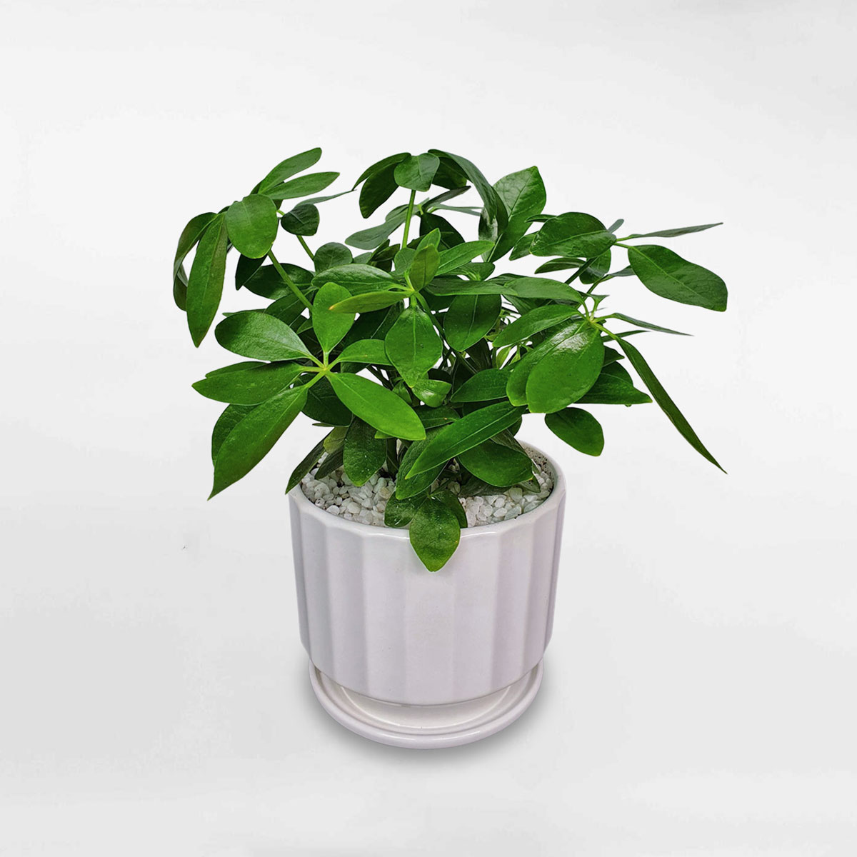 Cây ngũ gia bì xanh mini chậu sứ SCHE004