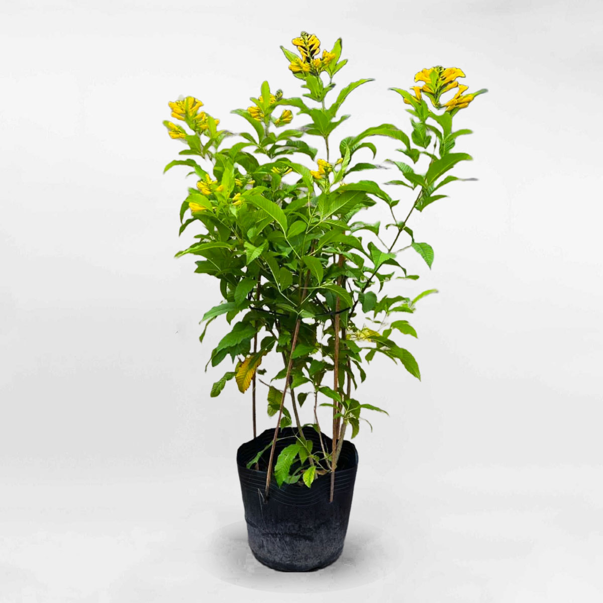 Cây chuông vàng chậu ươm CCV001