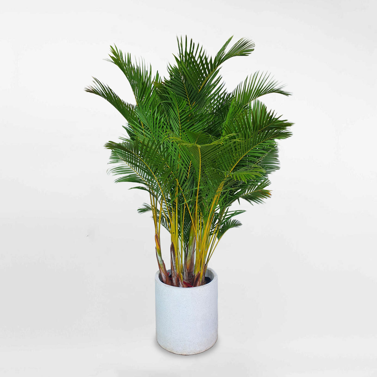 Cây cau vàng Nhật Bản chậu đá mài CHRY003