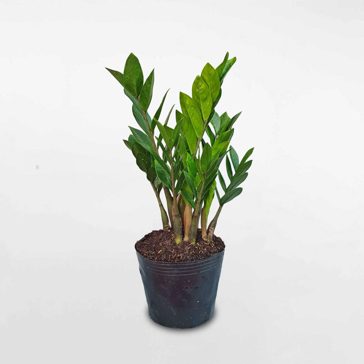 Cây kim tiền cỡ trung cậu ươm ZAMI002