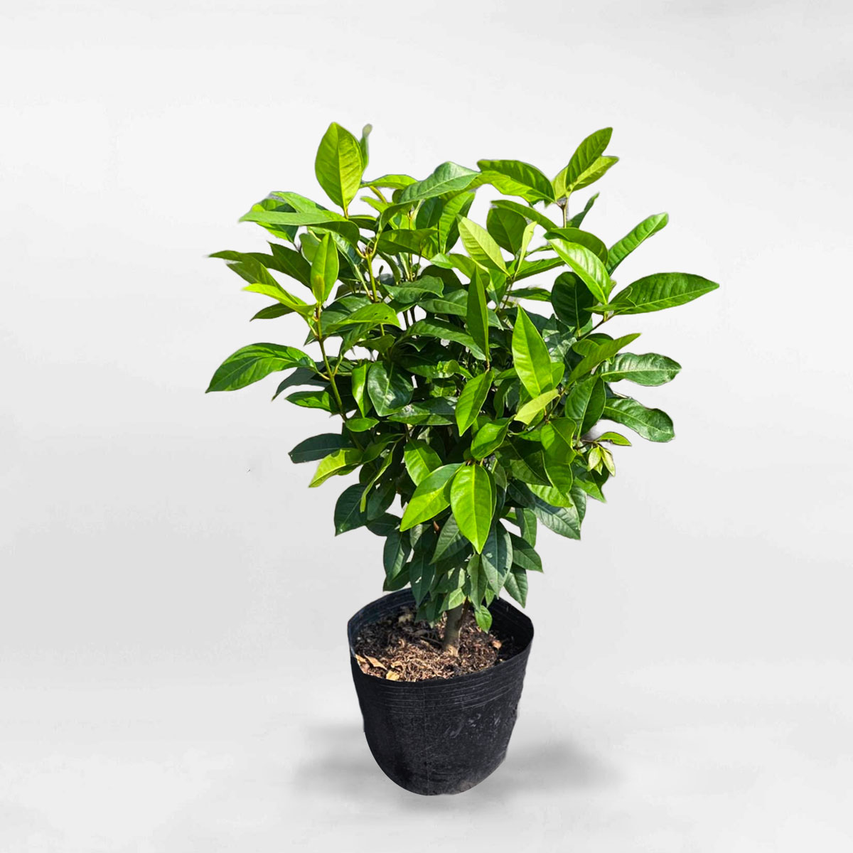 Cây lá vối chậu ươm FRUI022