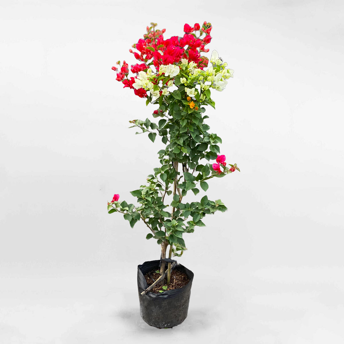 Cây bông giấy chậu ươm CBG001