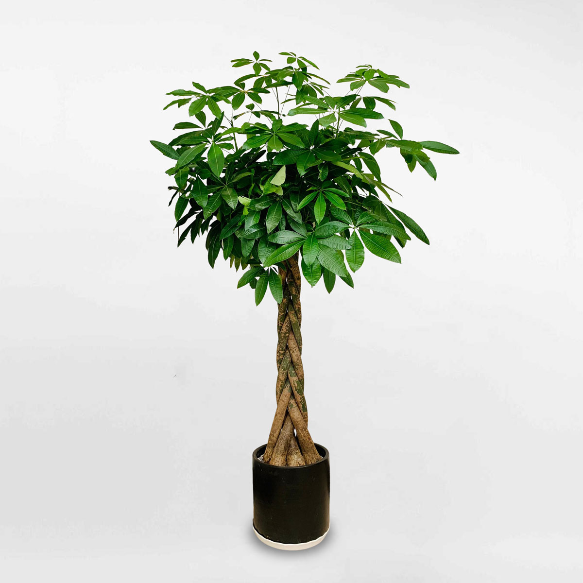 Cây kim ngân thắt bính kích thước lớn LONI017