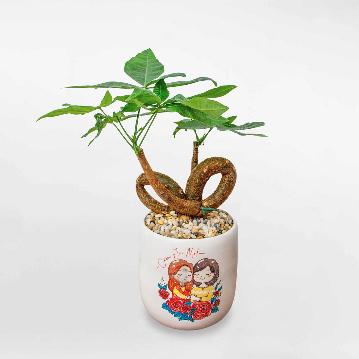 Cây kim ngân thắt nơ chậu sứ LONI016