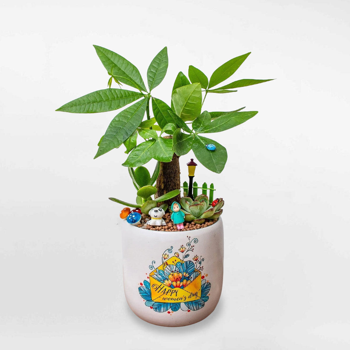 Cây kim ngân tiểu cảnh để bàn LONI015