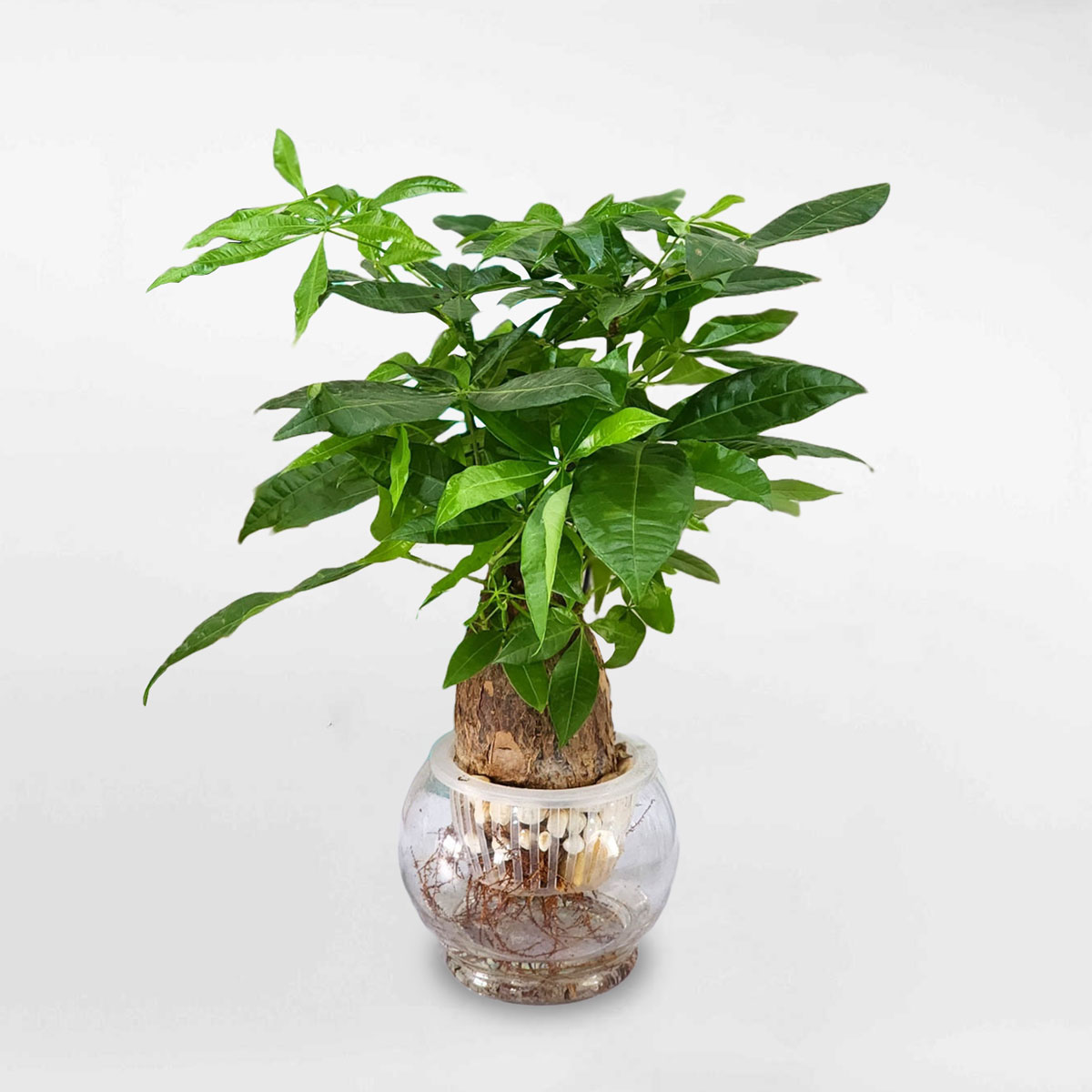 Cây kim ngân thủy sinh một thân cổ thụ để bàn LONI014