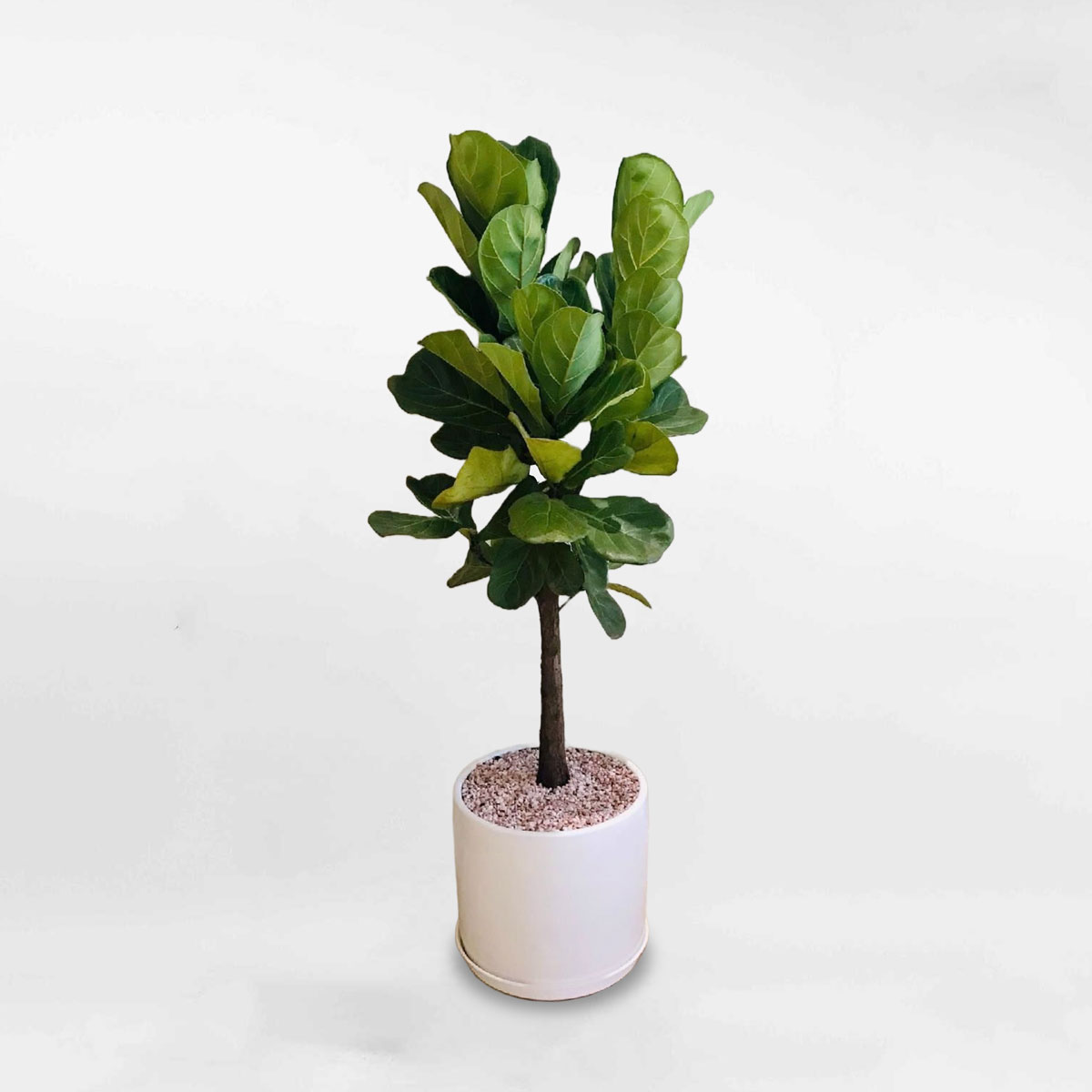 Cây bàng Singapore dáng tree thân to chậu gốm sứ LYRA030