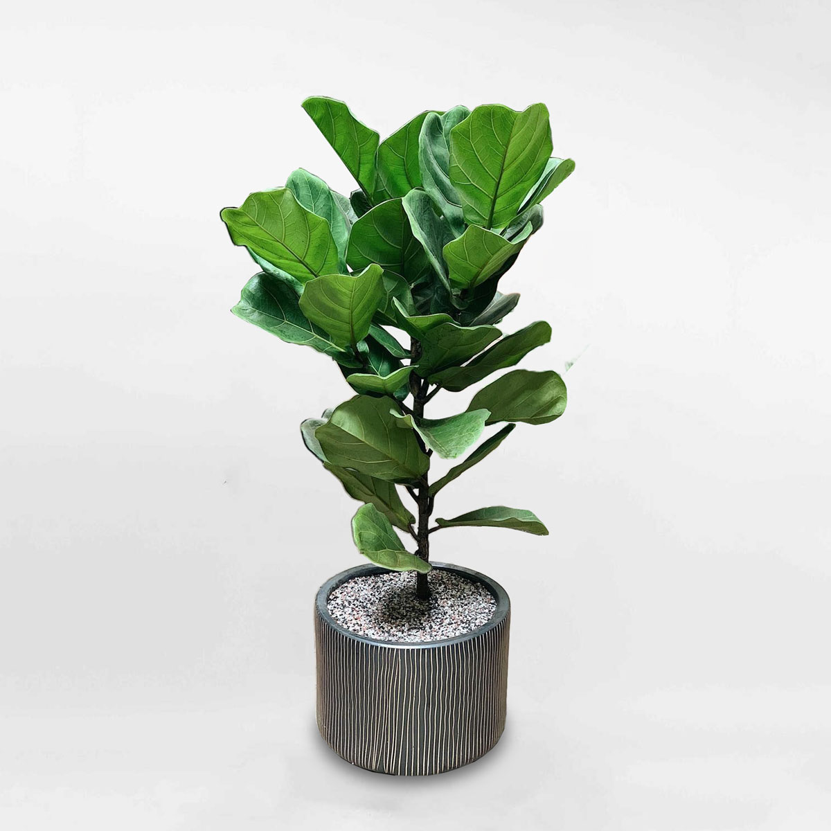 Cây bàng Singapore chậu gốm sứ để sàn LYRA029