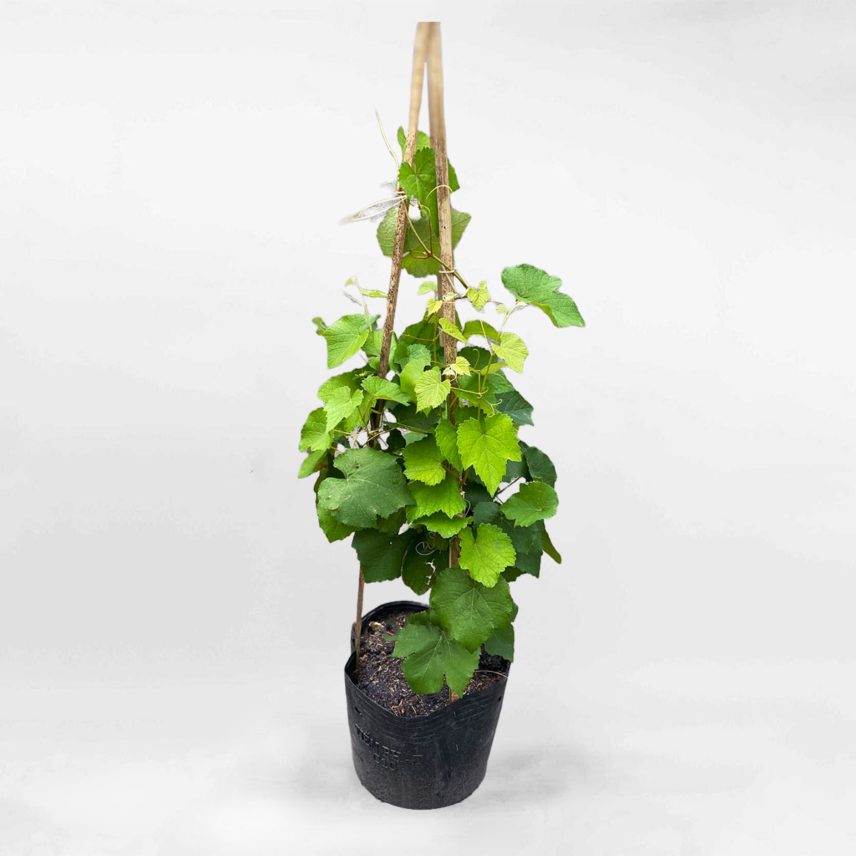 Cây nho xanh chậu ươm FRUI021