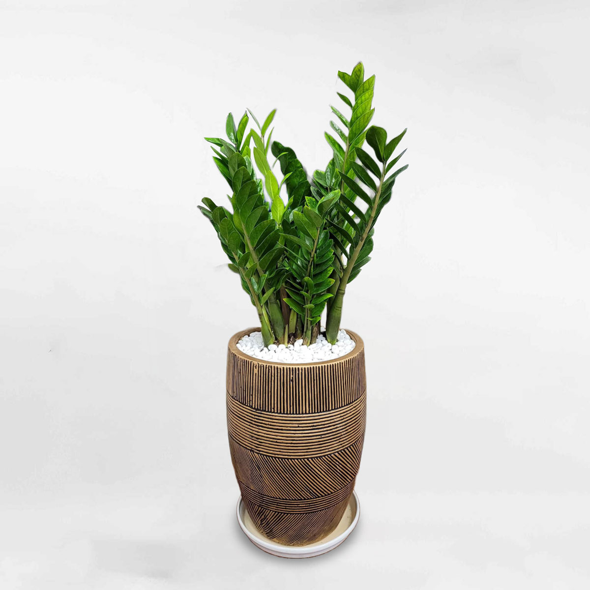 Cây kim tiền cỡ lớn chậu xi măng ZAMI022