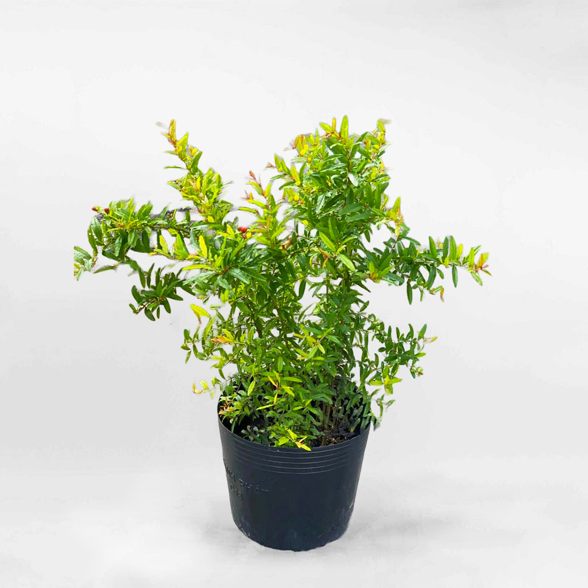 Cây lựu ta đỏ chậu ươm FRUI020