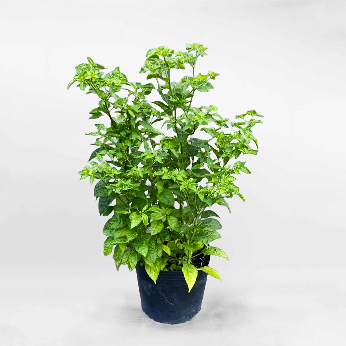 Cây ớt xiêm xanh chậu ươm FRUI019