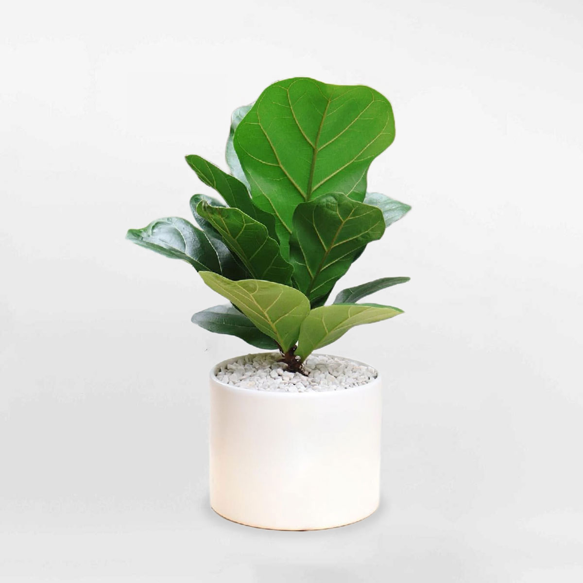 Cây bàng Singapore để sàn chậu men sứ LYRA017