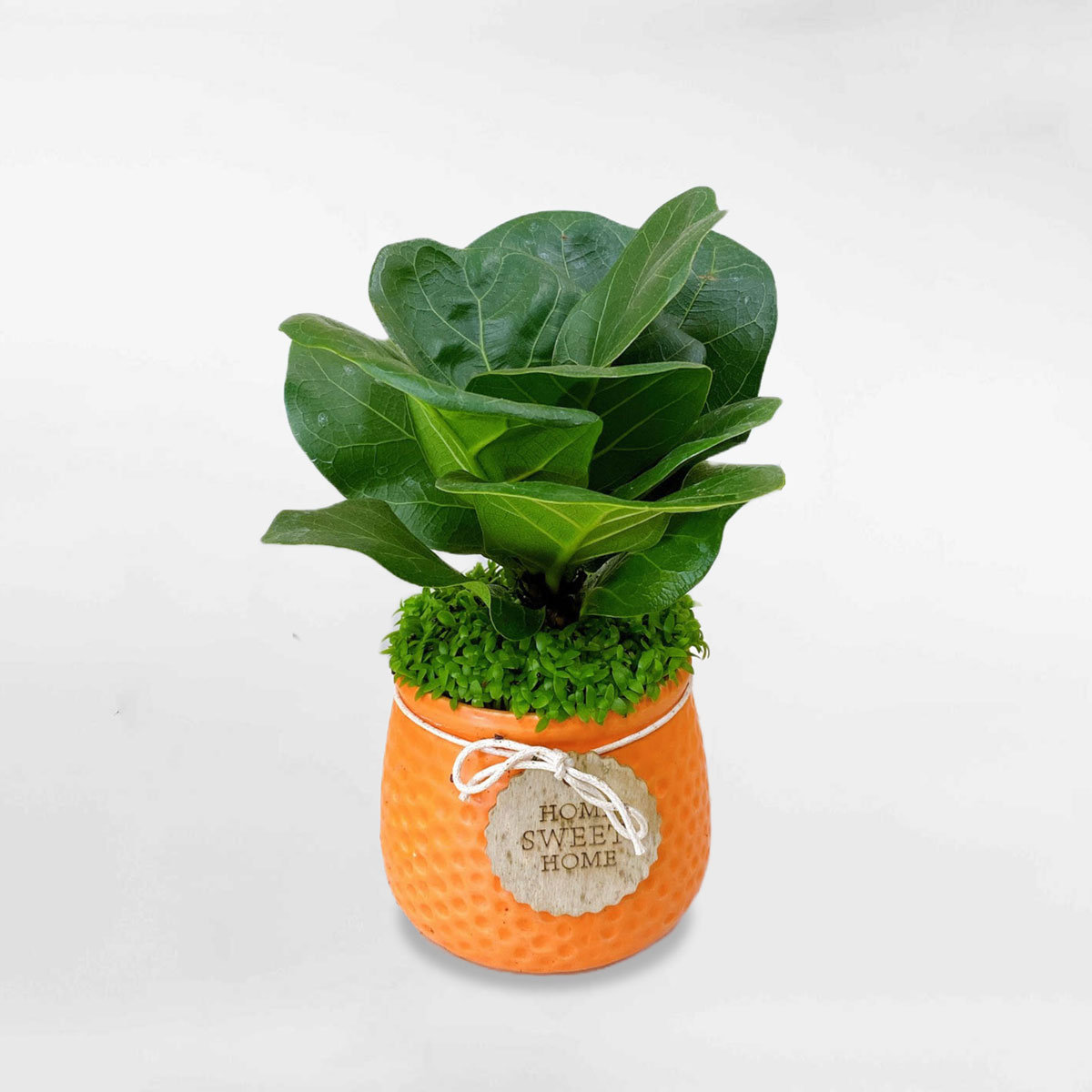 Cây bàng Singapore mini chậu men sứ LYRA014