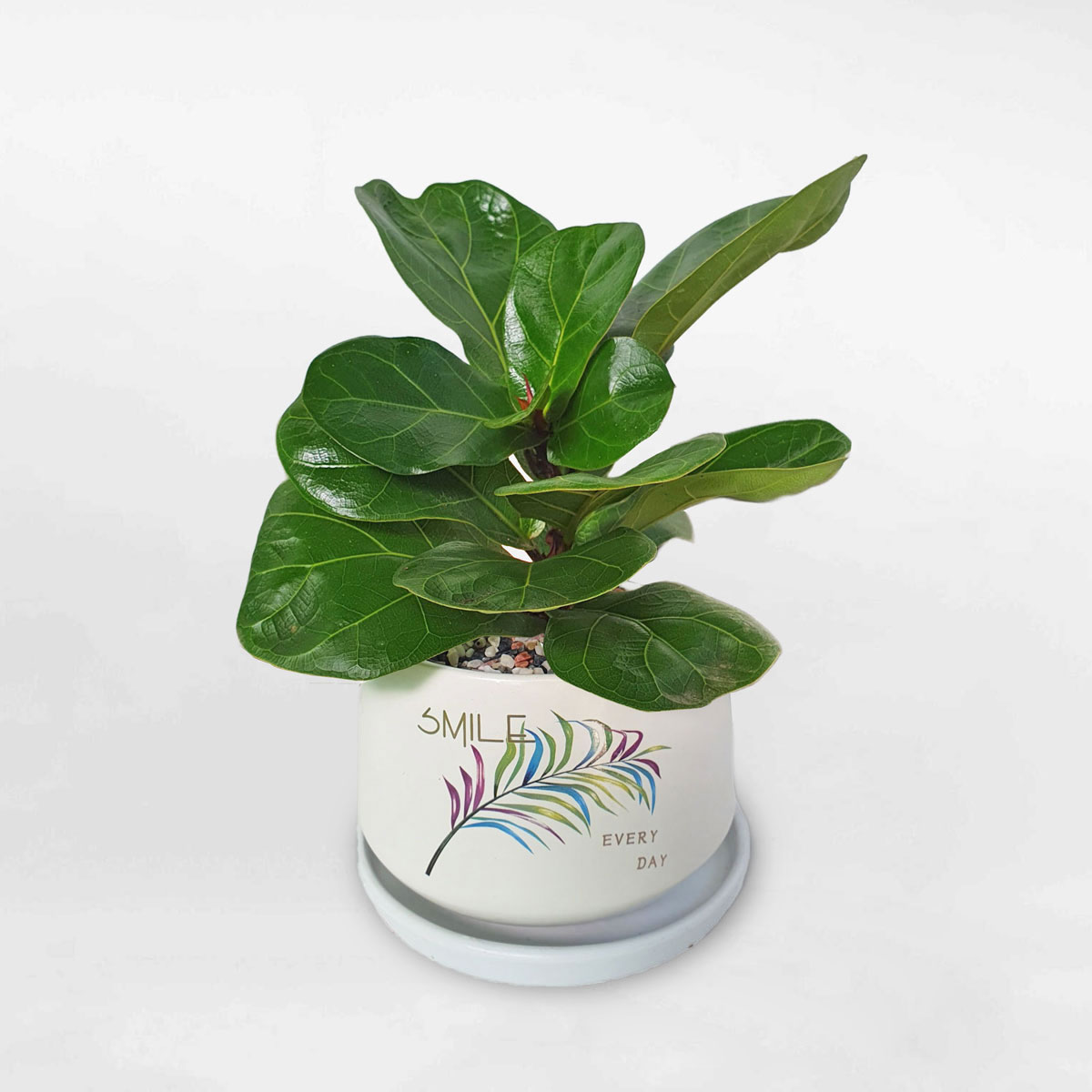 Cây bàng Singapore mini chậu men sứ LYRA012