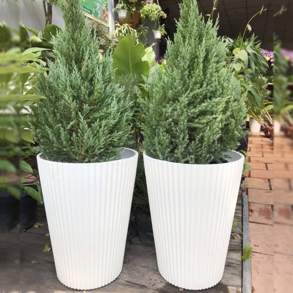 Chậu nhựa gân sọc đứng trắng 2