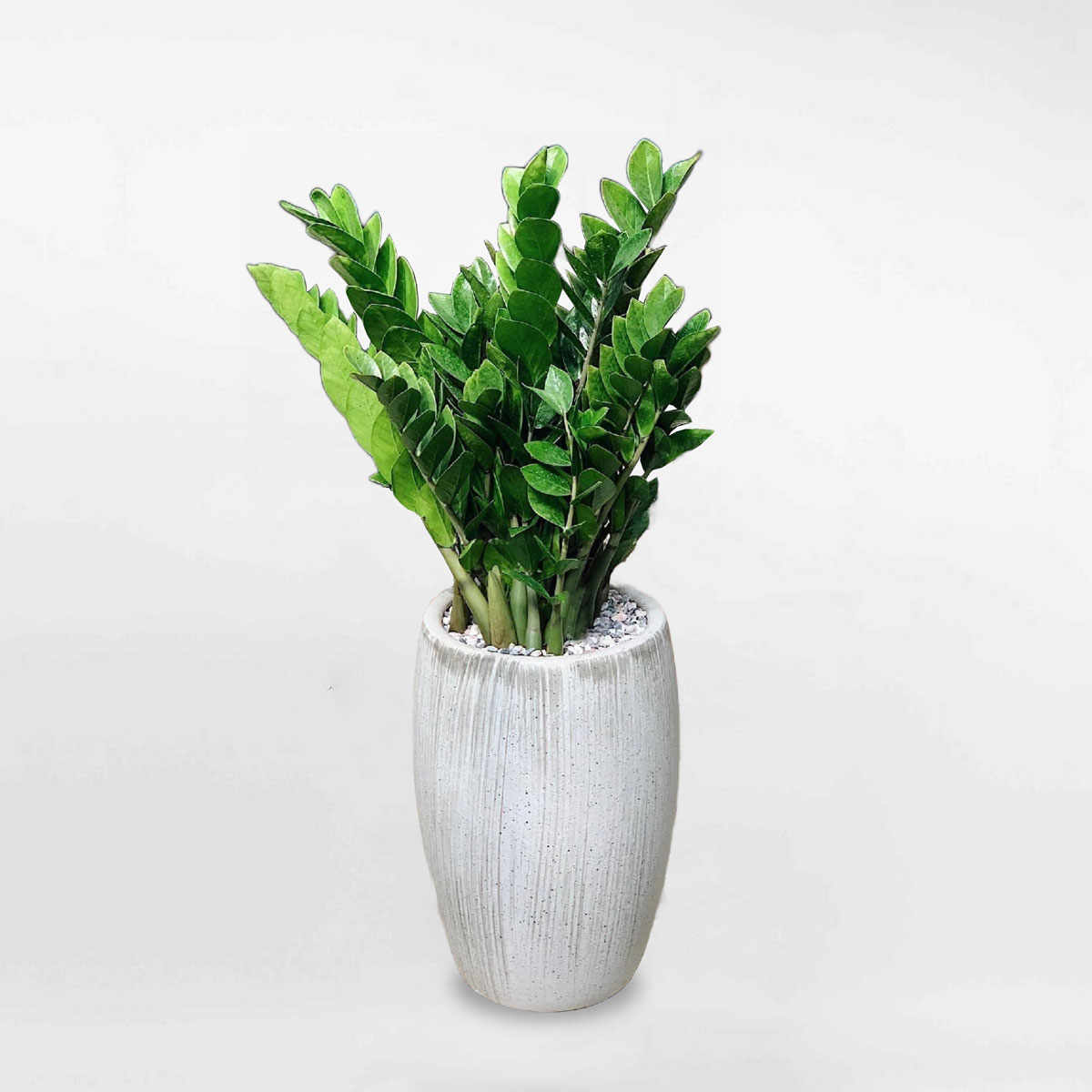 Cây kim tiền cỡ trung chậu men ly xám ZAMI013