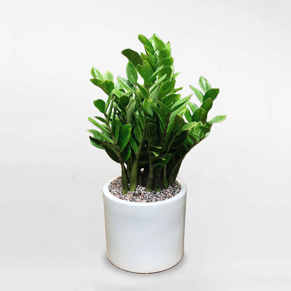 Cây kim tiền cỡ trung chậu men trụ ZAMI012